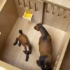 Häststall 7 st. stallboxar Rosa leksak till Schleich hästar Kids Globe 1:24