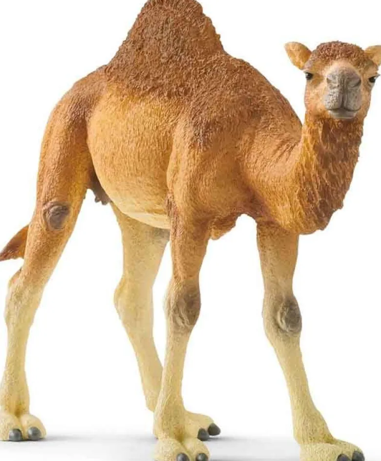 Schleich Dromedar 14832