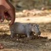 Schleich Flodhäst Leksaksdjur 14814