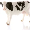 Schleich Holstein Kossa 13797