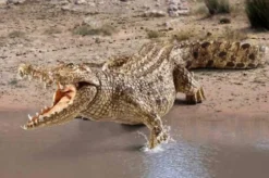Schleich Krokodil 14736