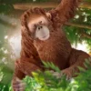 Schleich Orangutang Hona Apa 14775