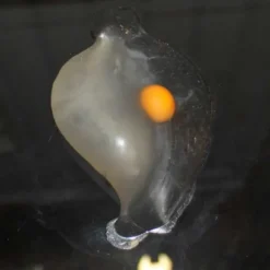 Splash Ägg Fidget 6 cm