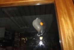 Splash Ägg Fidget 6 cm
